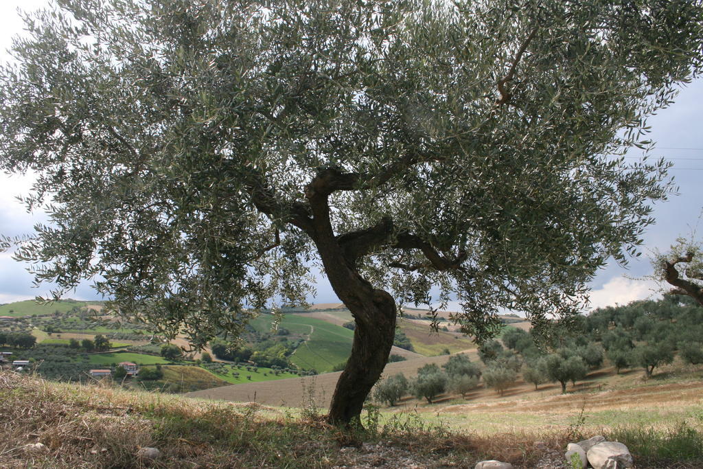 Agriturismo Cignale Penne Kültér fotó